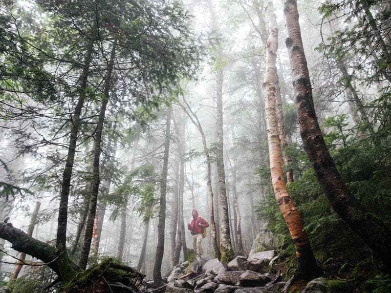 Athletic Jogger Pants